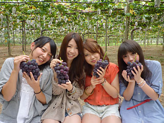 Grape Picking in obu aichi japan